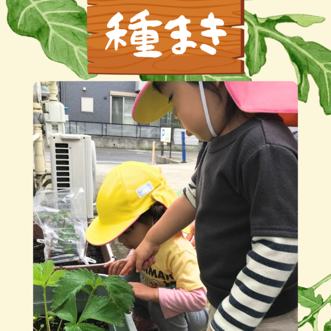 種まき🌱
